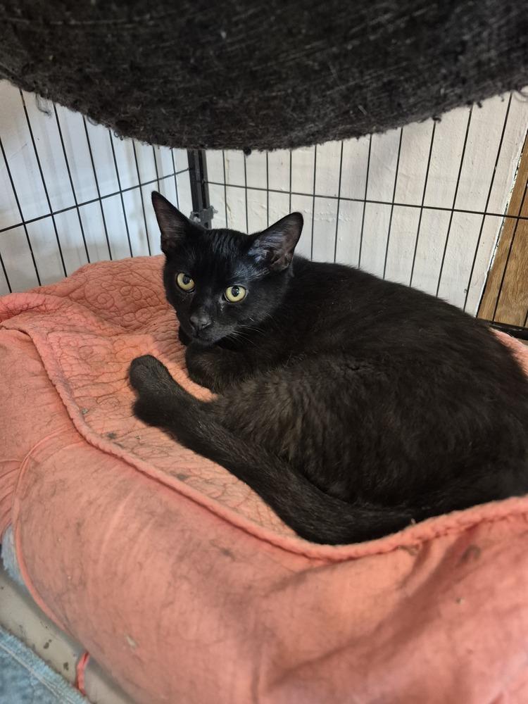 Enlarge Mr. Black, a Adoptable mixed breed in Wild Rose, WI image 2/2