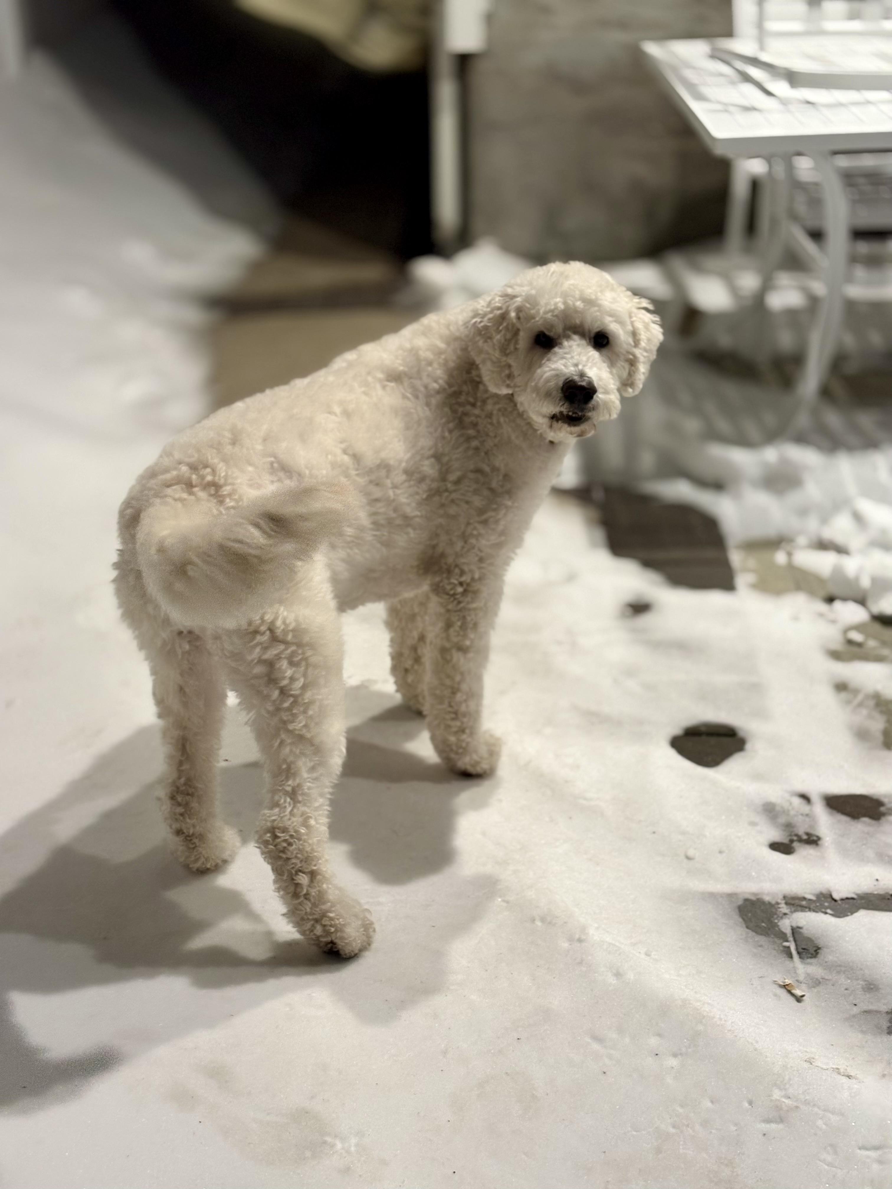 Enlarge Simba, a Adoptable Goldendoodle in Sag Harbor, NY image 4/5