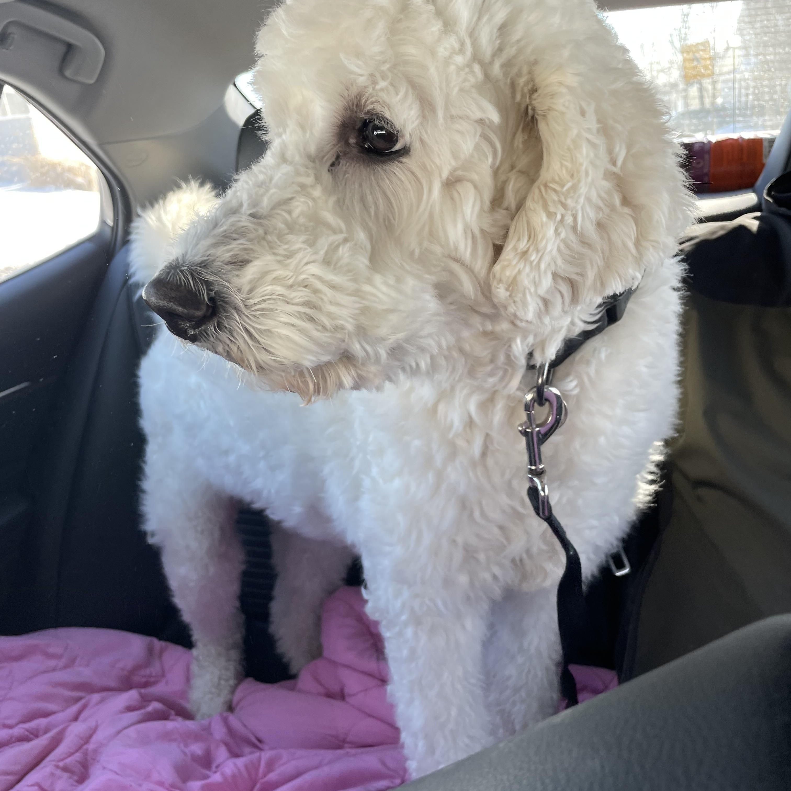 Enlarge Simba, a Adoptable Goldendoodle in Sag Harbor, NY image 3/5