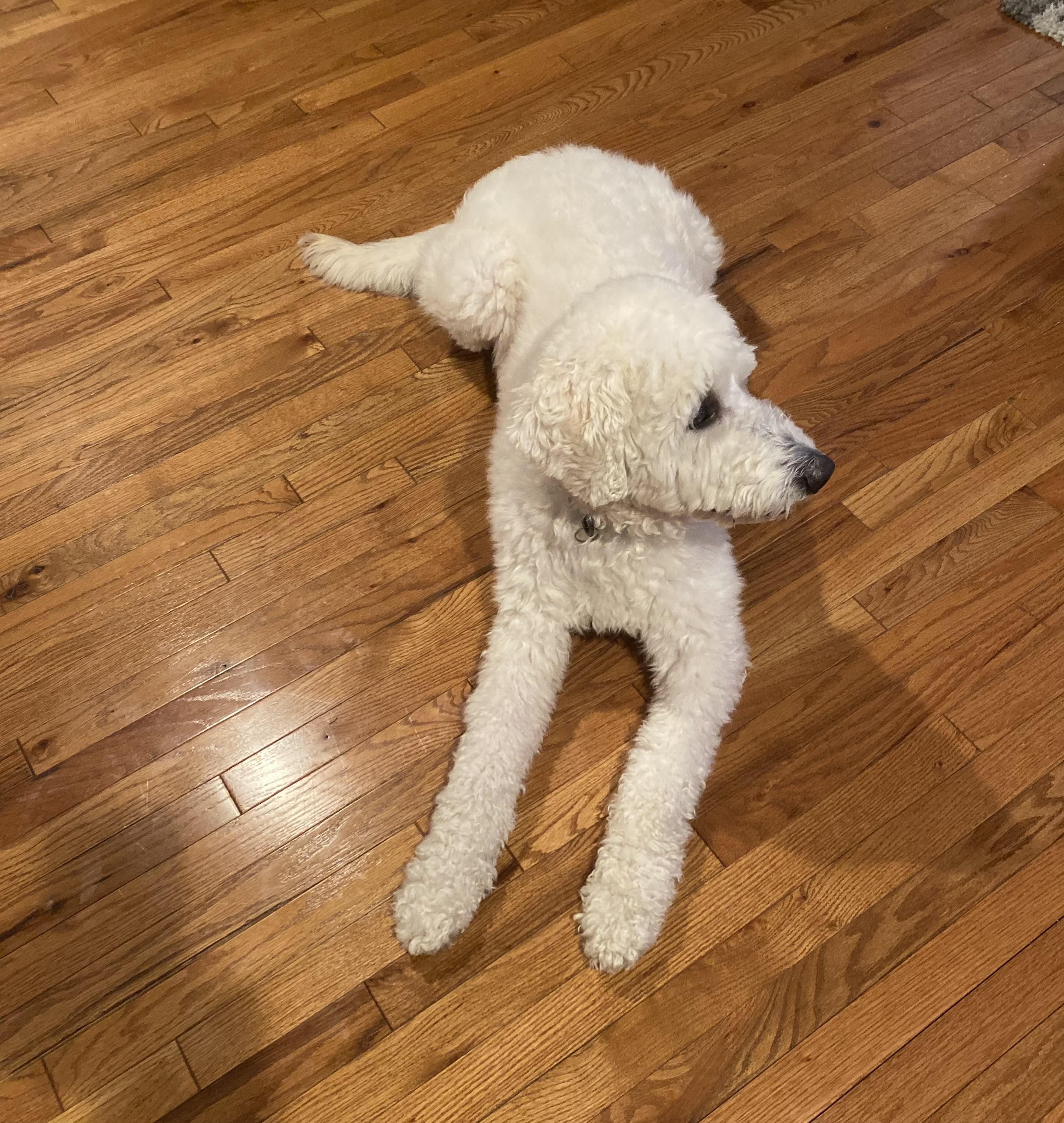 Enlarge Simba, a Adoptable Goldendoodle in Sag Harbor, NY image 2/5