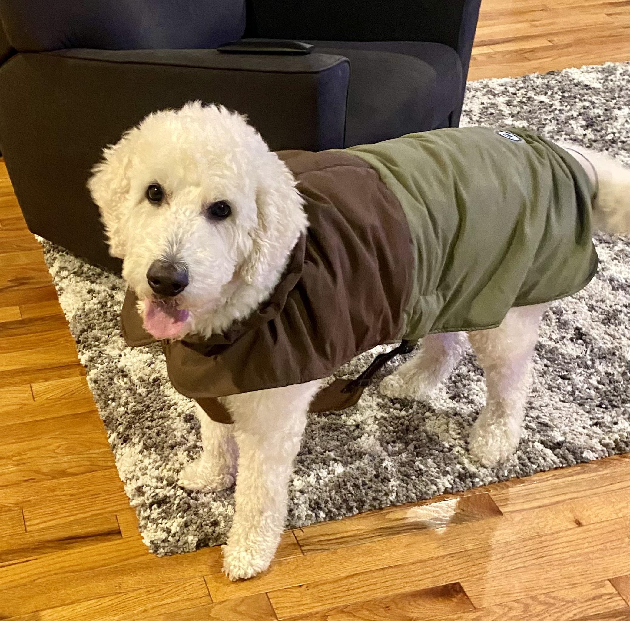 Simba, Adoptable, Adult Male Goldendoodle.