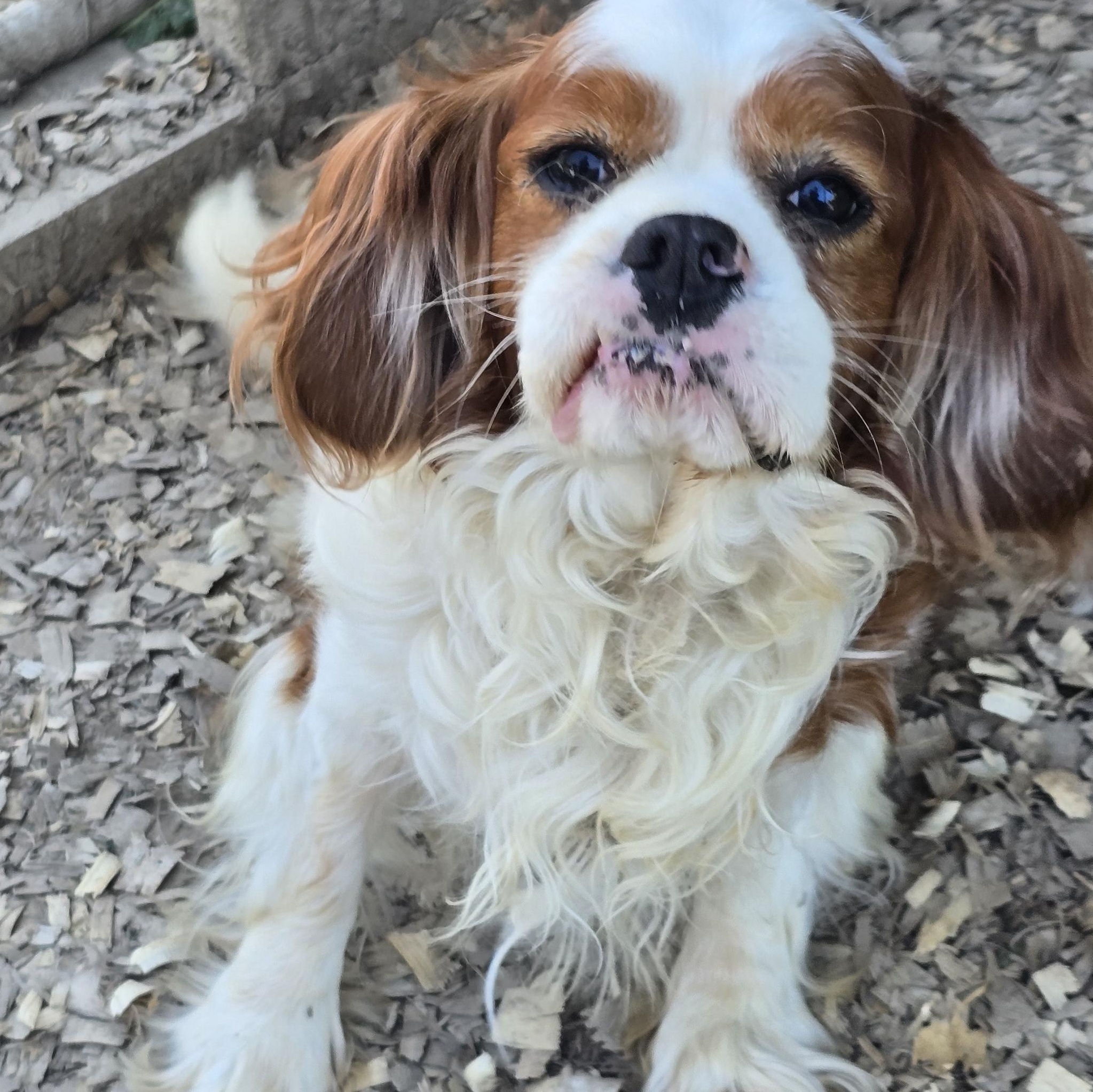 Enlarge Cody, a ADOPTABLE Cavalier King Charles Spaniel in Zaleski, OH image 1/1