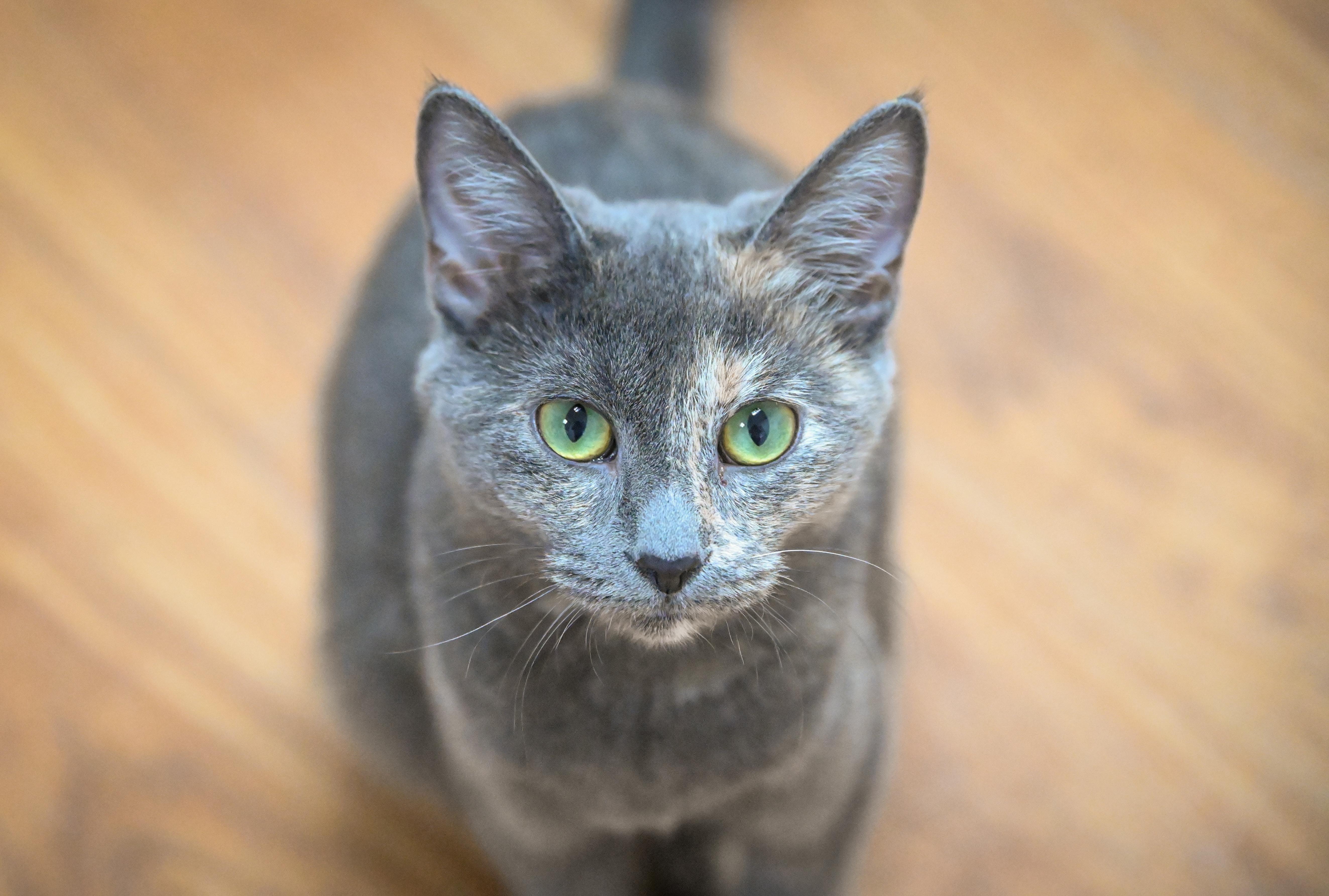 Xena, Adoptable, Young Female Domestic Short Hair.