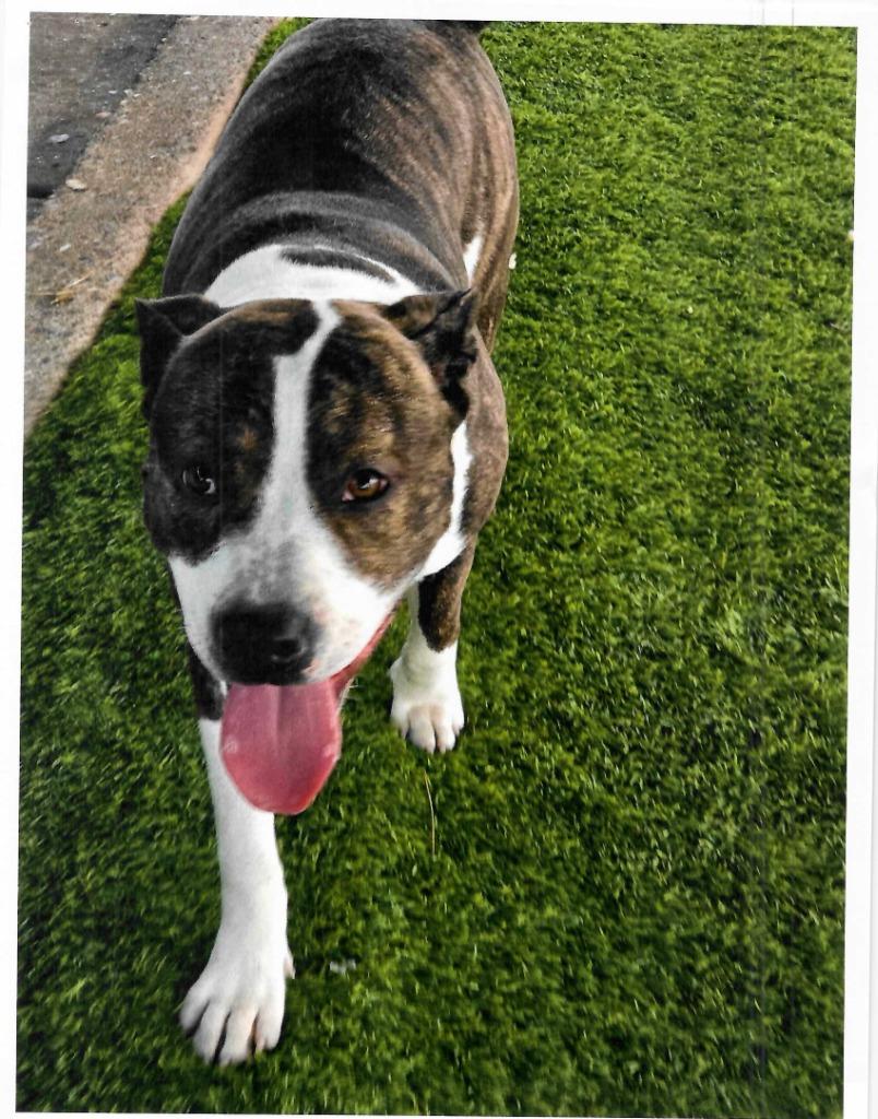 Omega, ADOPTABLE, Young Male Pit Bull Terrier.