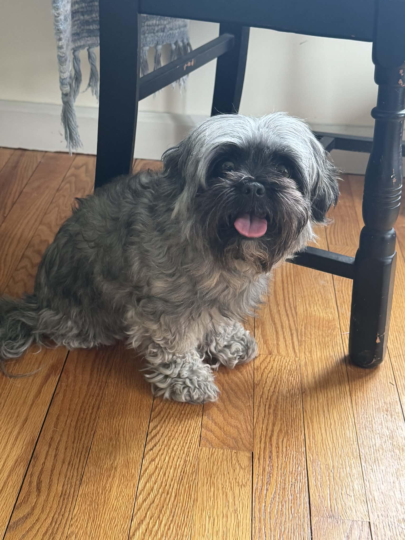 Laiken, adopted, Young Female Maltese & Shih Tzu.