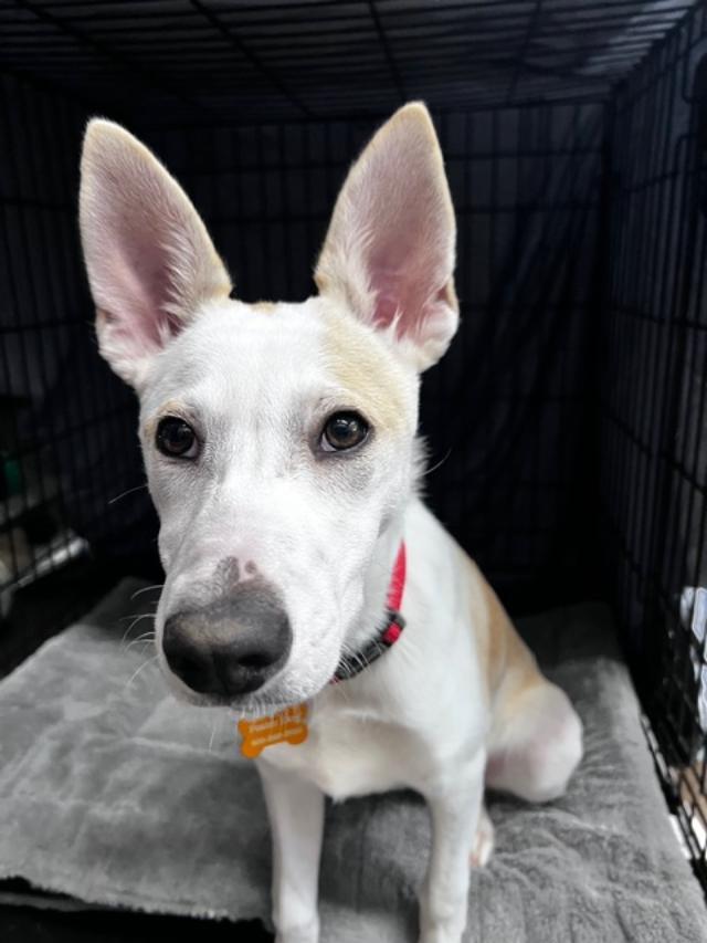 Enlarge Kimber, a Adoptable mixed breed in Amity, OR image 1/4