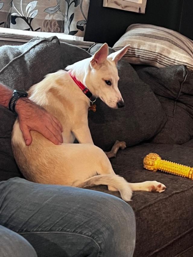Enlarge Kimber, a Adoptable mixed breed in Amity, OR image 3/4