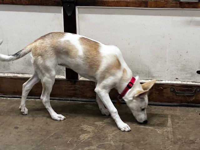 Enlarge Kimber, a Adoptable mixed breed in Amity, OR image 4/4