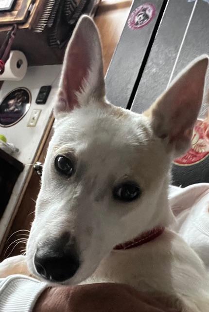 Enlarge Kimber, a Adoptable mixed breed in Amity, OR image 2/4