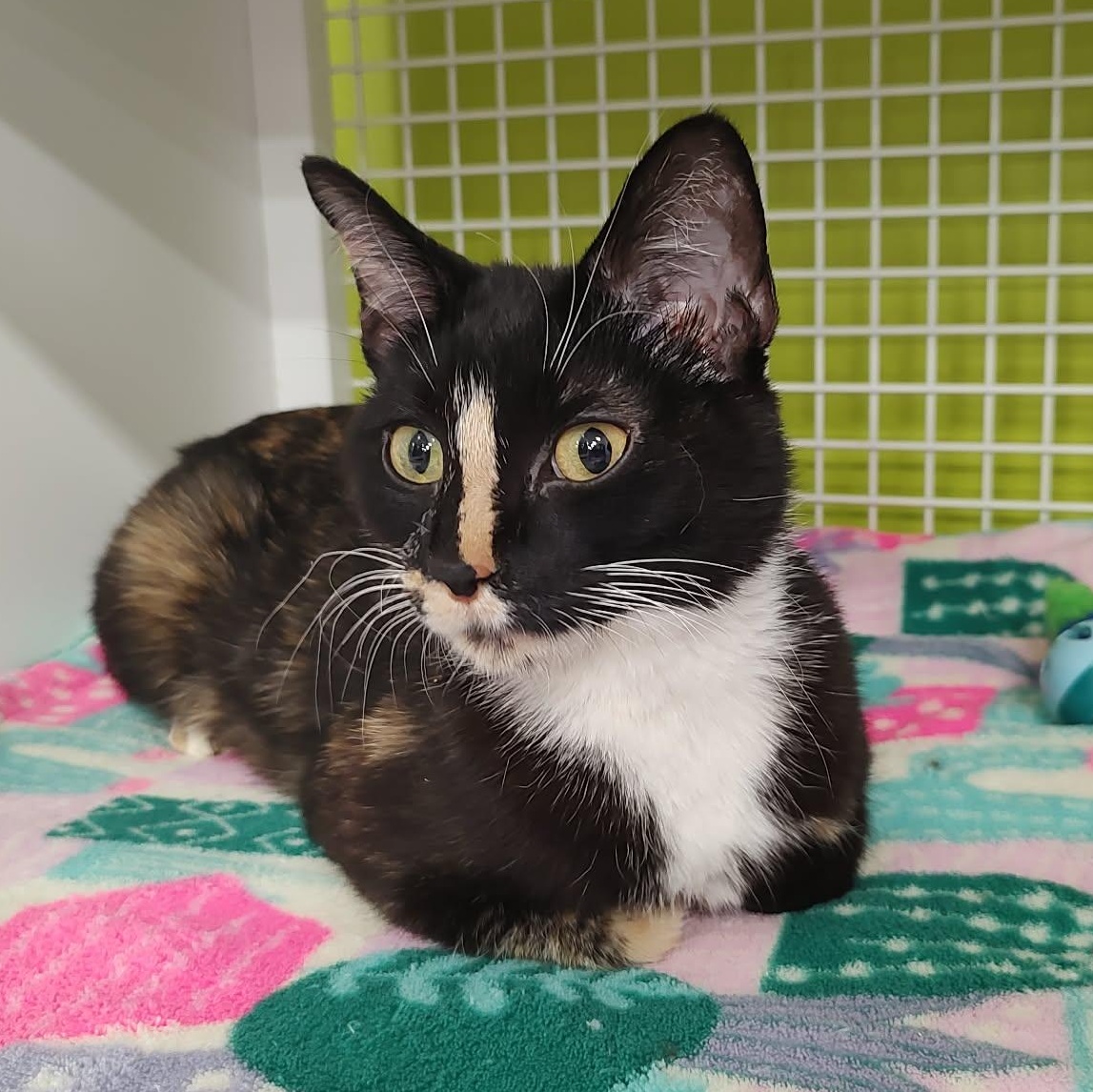 Cibyll, ADOPTABLE, Kitten Female Domestic Medium Hair.