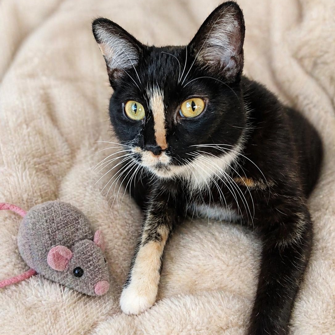 Enlarge Cibyll, a ADOPTABLE Domestic Medium Hair in Chandler, AZ image 2/3