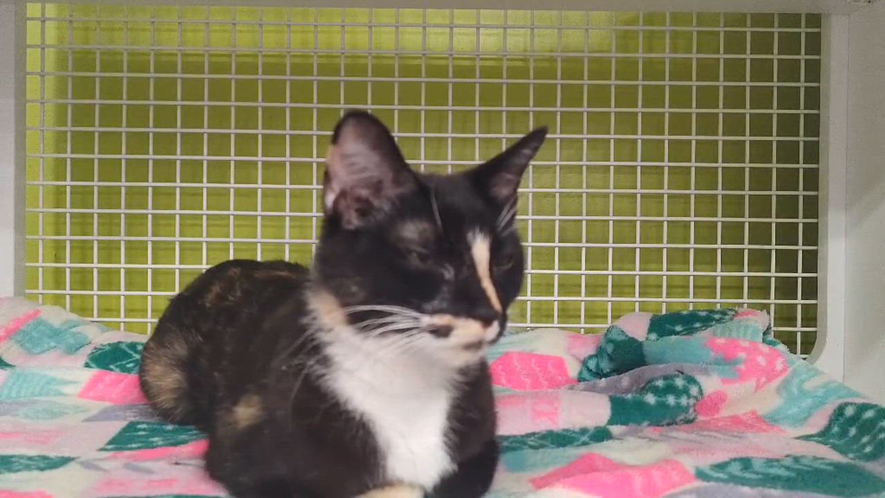 Enlarge Cibyll, a ADOPTABLE Domestic Medium Hair in Chandler, AZ video 3/3