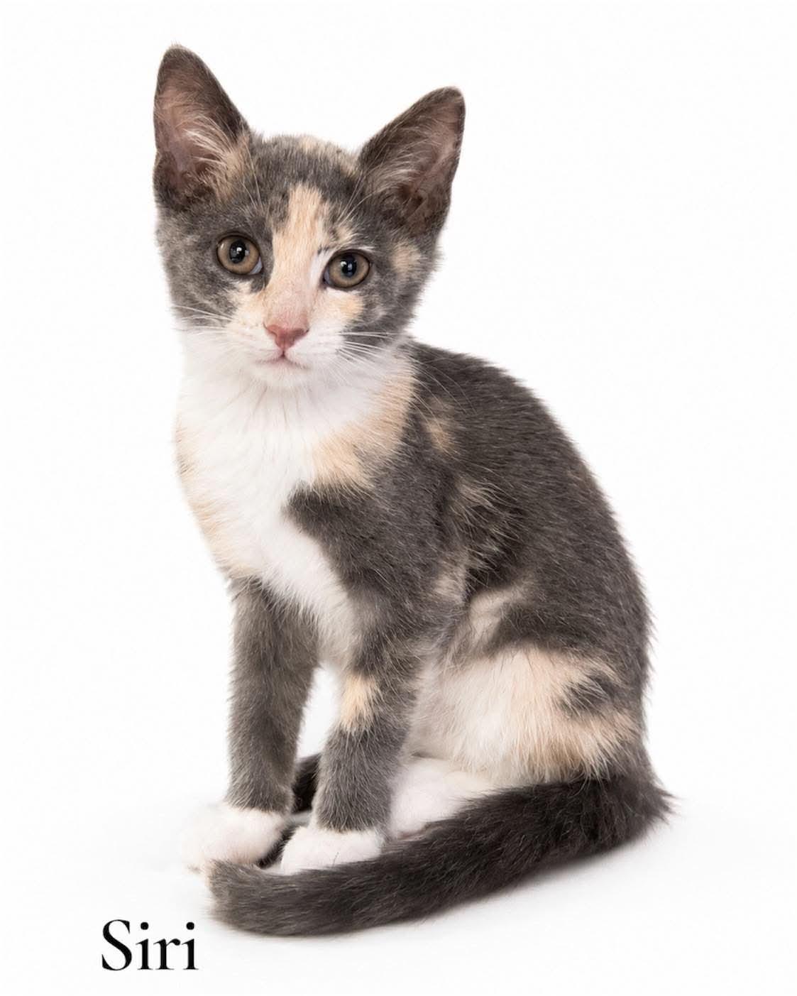 Siri, Adoptable, Kitten Female Domestic Short Hair.