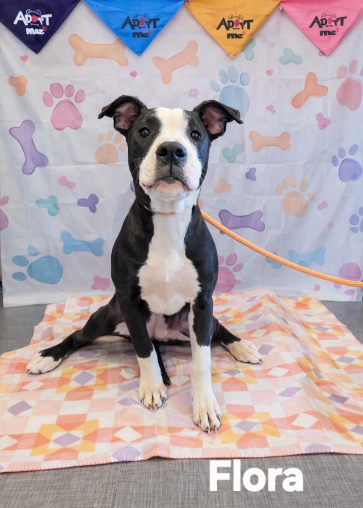 Flora Yrly 41, Adoptable, Young Female Pit Bull Terrier.