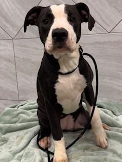 Flora Yrly 41, a Adopted mixed breed in Sidney, OH image 2/2