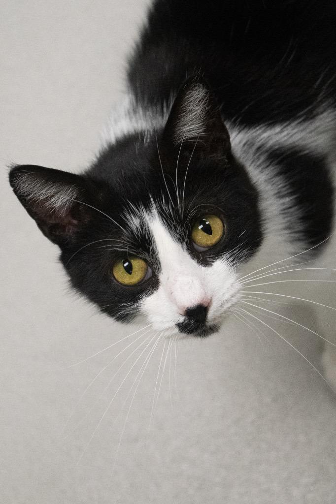 Enlarge Velvet / AC 27700 A, a Adoptable mixed breed in Greeneville, TN image 1/6