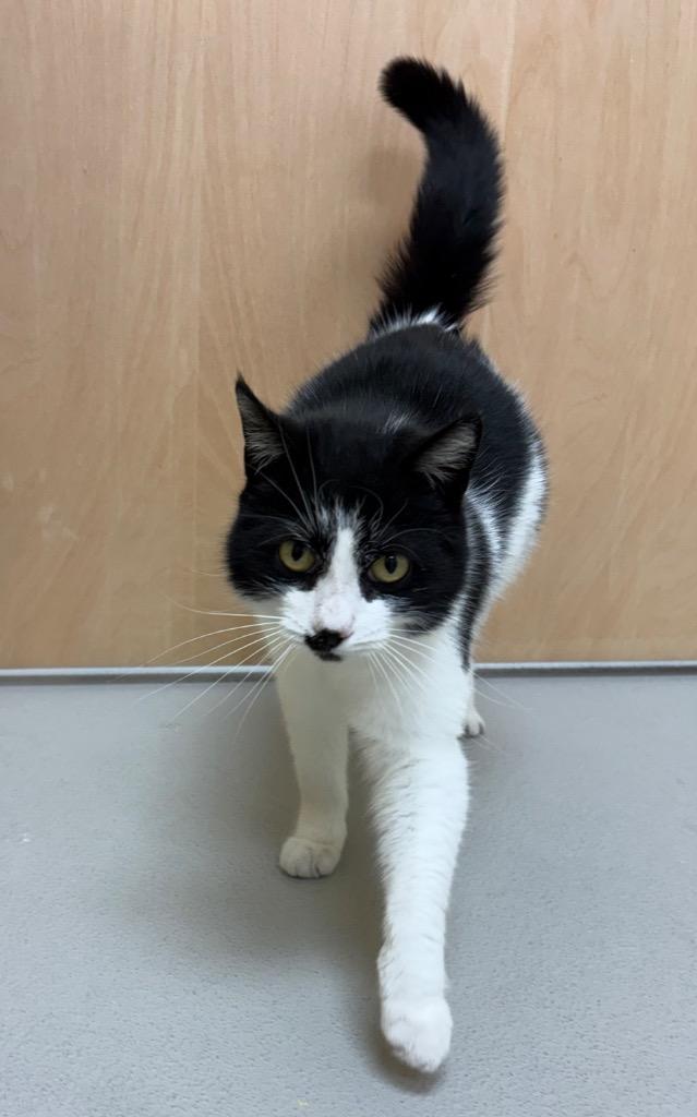 Velvet / AC 27700 A, Adoptable, Young Female Domestic Short Hair.