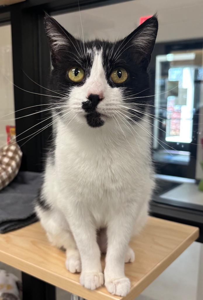 Enlarge Velvet / AC 27700 A, a Adoptable mixed breed in Greeneville, TN image 2/5