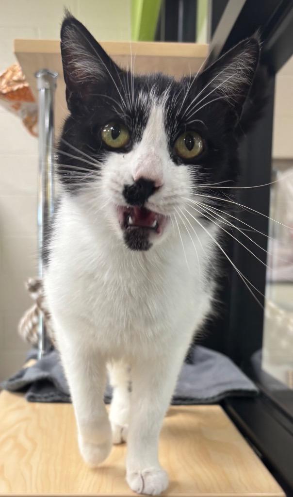 Enlarge Velvet / AC 27700 A, a Adoptable mixed breed in Greeneville, TN image 3/5