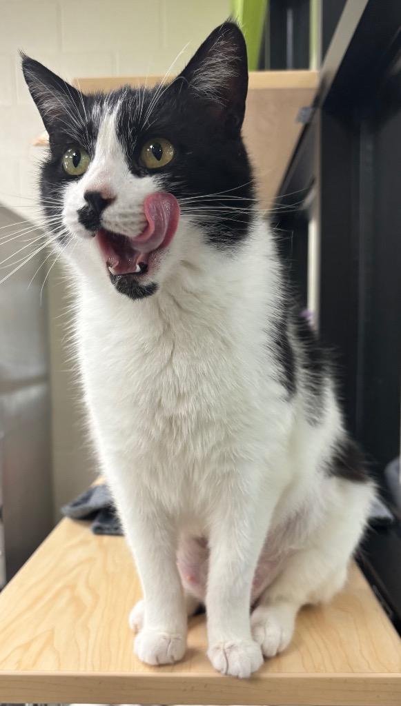 Enlarge Velvet / AC 27700 A, a Adoptable mixed breed in Greeneville, TN image 4/5