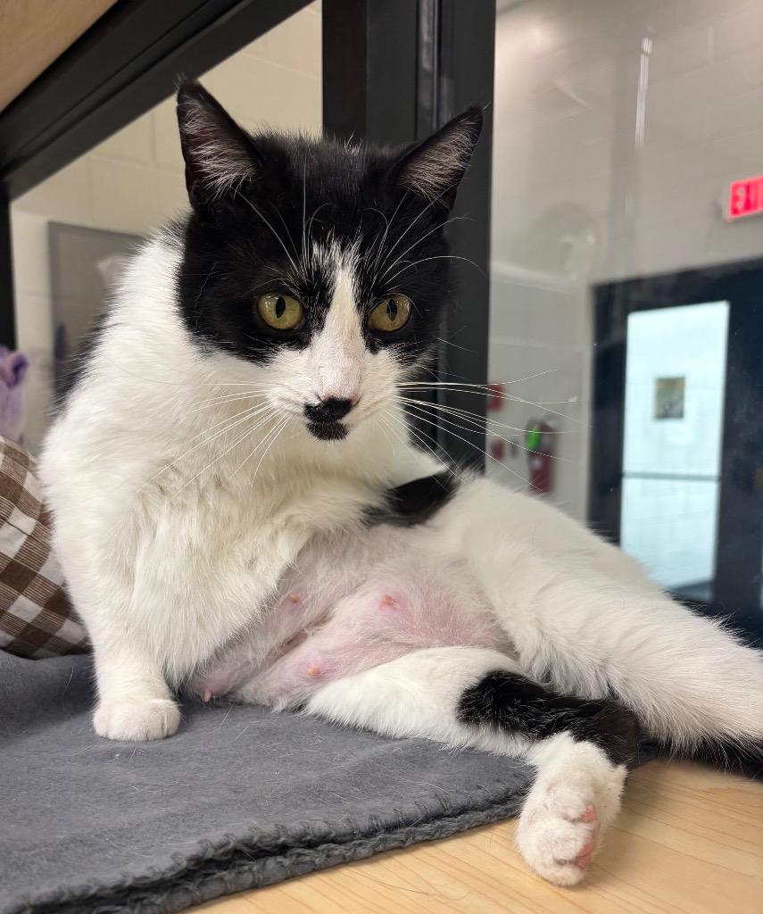 Enlarge Velvet / AC 27700 A, a Adoptable mixed breed in Greeneville, TN image 5/5