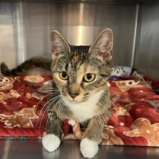 MILAN, Adoptable, Adult Female Domestic Short Hair.