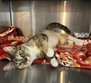 Enlarge MILAN, a Adoptable mixed breed in Southbury, CT image 2/3