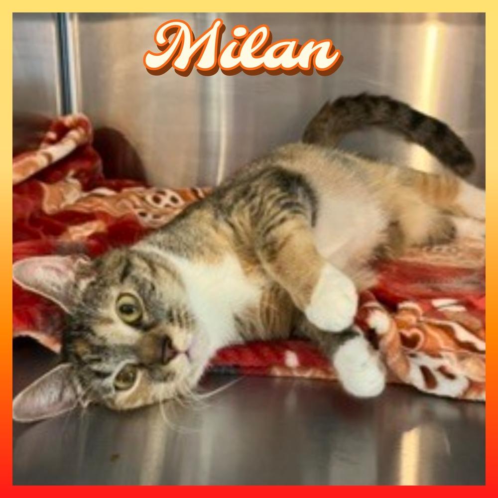 Enlarge MILAN, a Adoptable mixed breed in Southbury, CT image 3/3