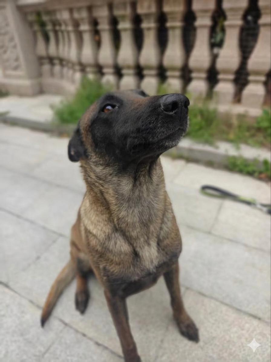 Enlarge Kyra, a ADOPTABLE Belgian Shepherd / Malinois in Markham, ON image 3/4