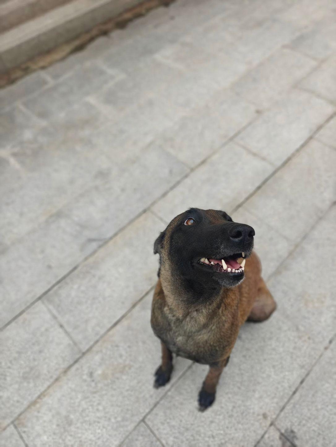 Enlarge Kyra, a ADOPTABLE Belgian Shepherd / Malinois in Markham, ON image 4/4