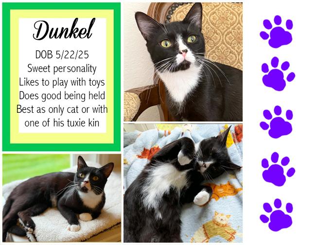 Dunkel, ADOPTABLE, Adult Male Domestic Short Hair.