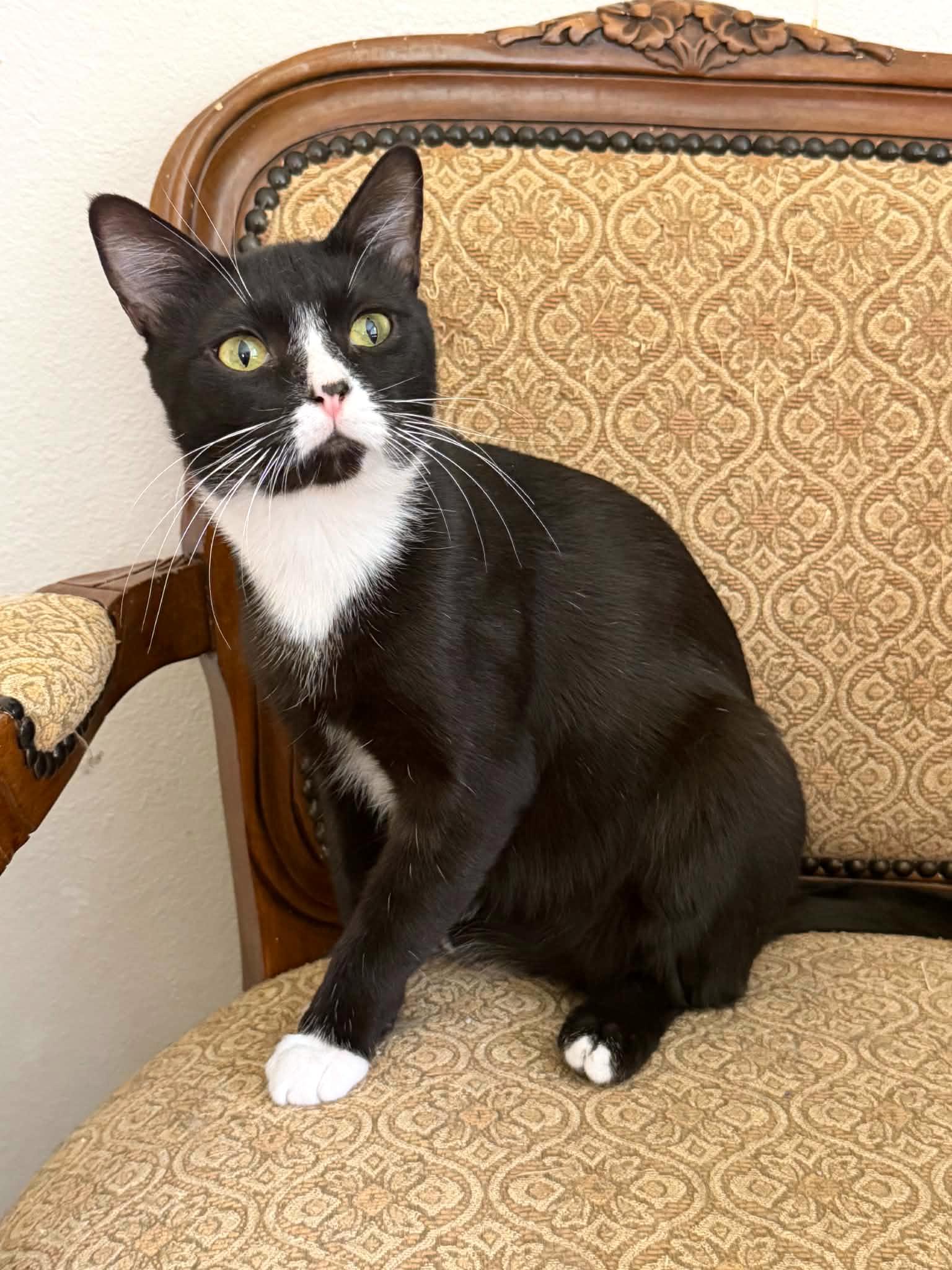 Enlarge Dunkel, a ADOPTABLE Domestic Short Hair in Longview, TX image 2/5