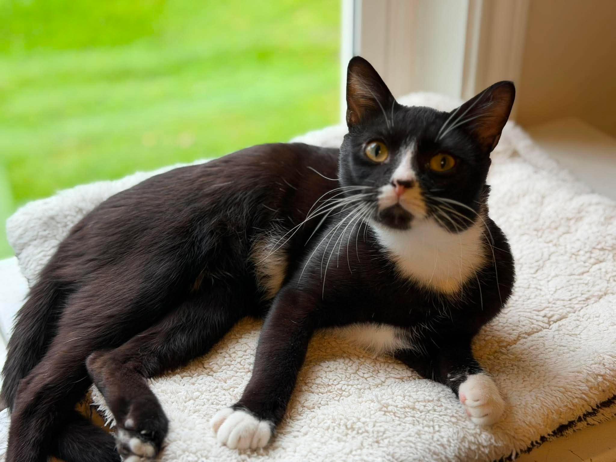 Enlarge Dunkel, a ADOPTABLE Domestic Short Hair in Longview, TX image 5/5
