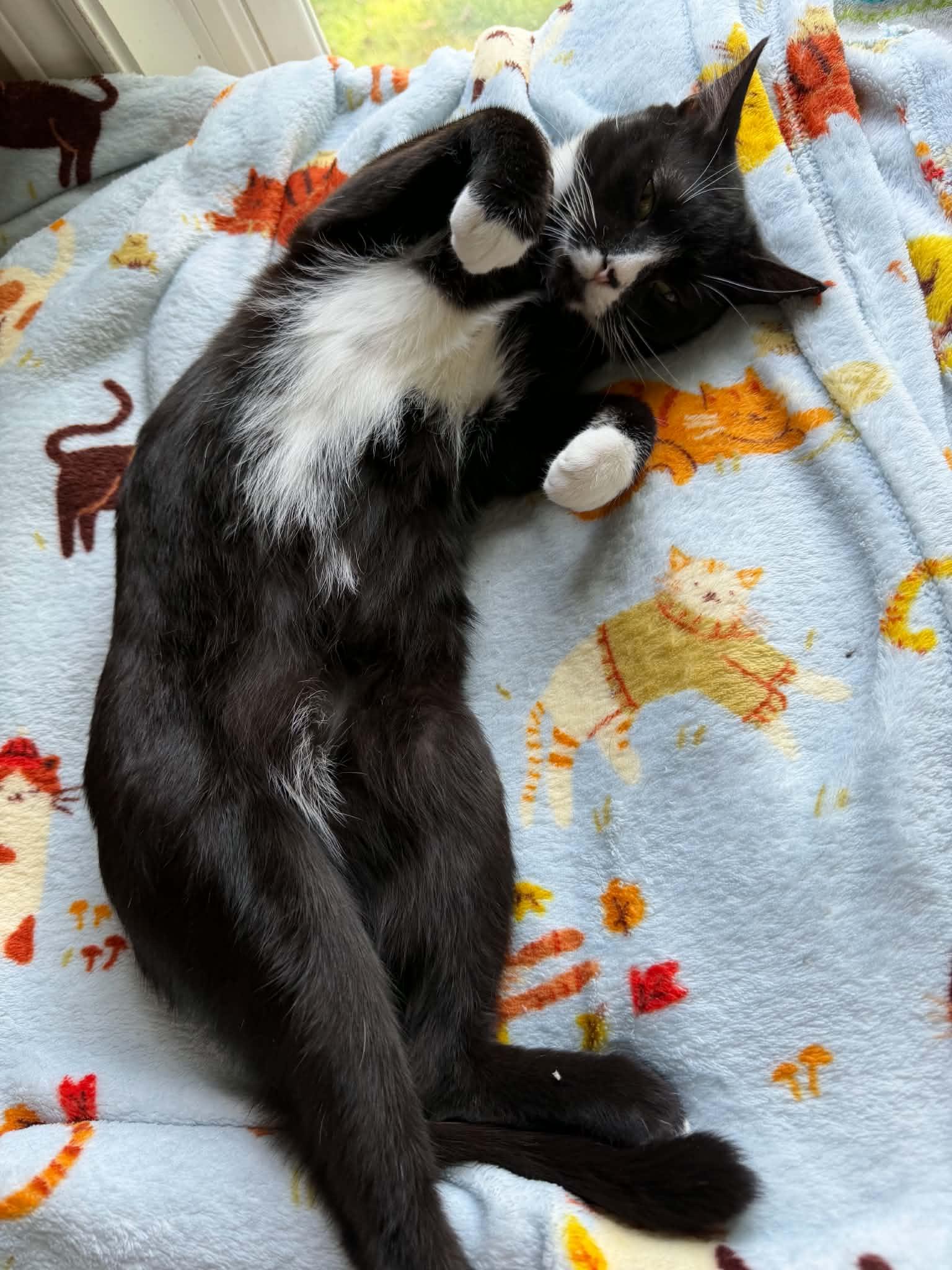 Enlarge Dunkel, a ADOPTABLE Domestic Short Hair in Longview, TX image 3/5