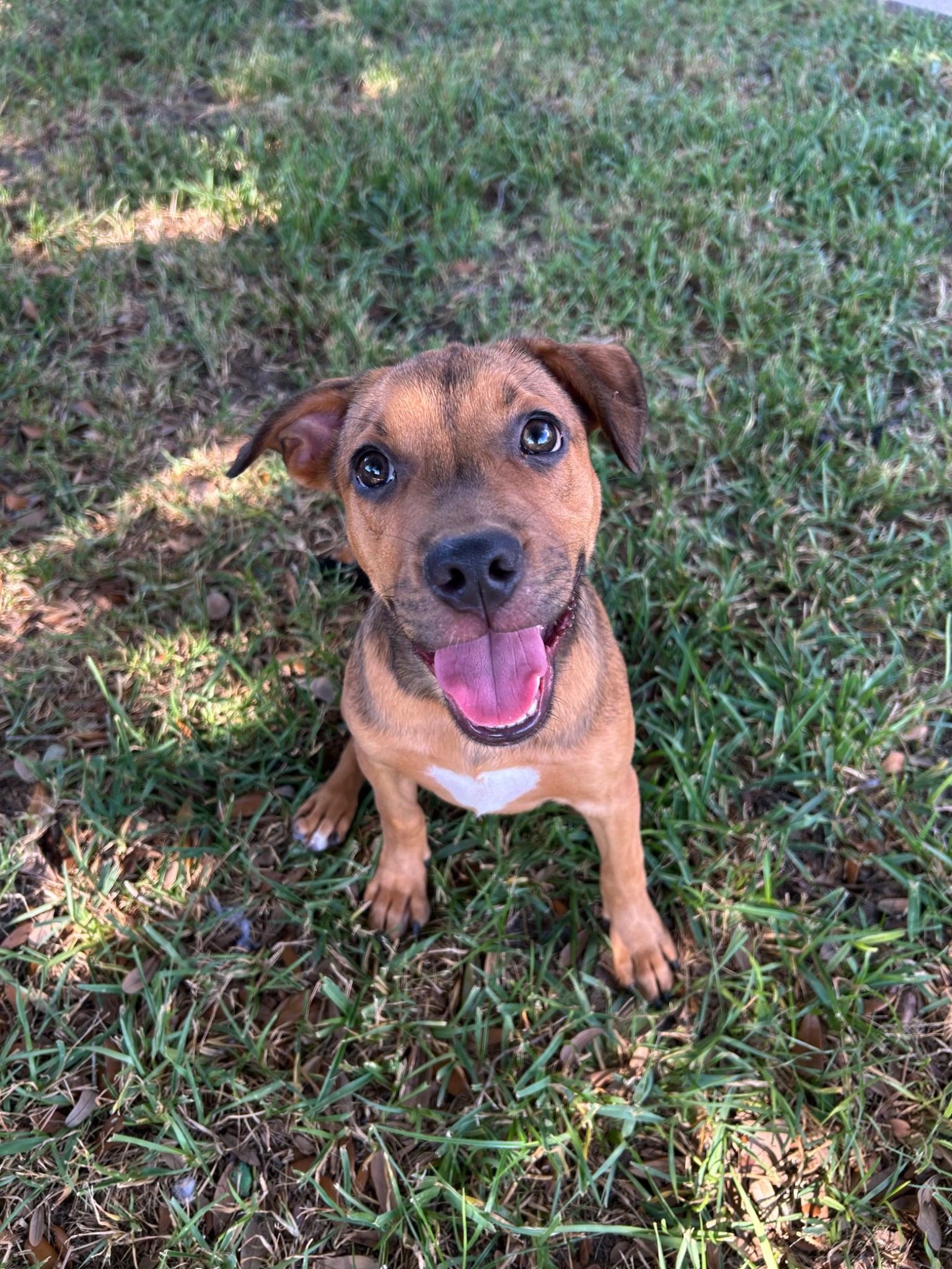 Enlarge Nutella, a Adoptable mixed breed in Brattleboro, VT image 5/6