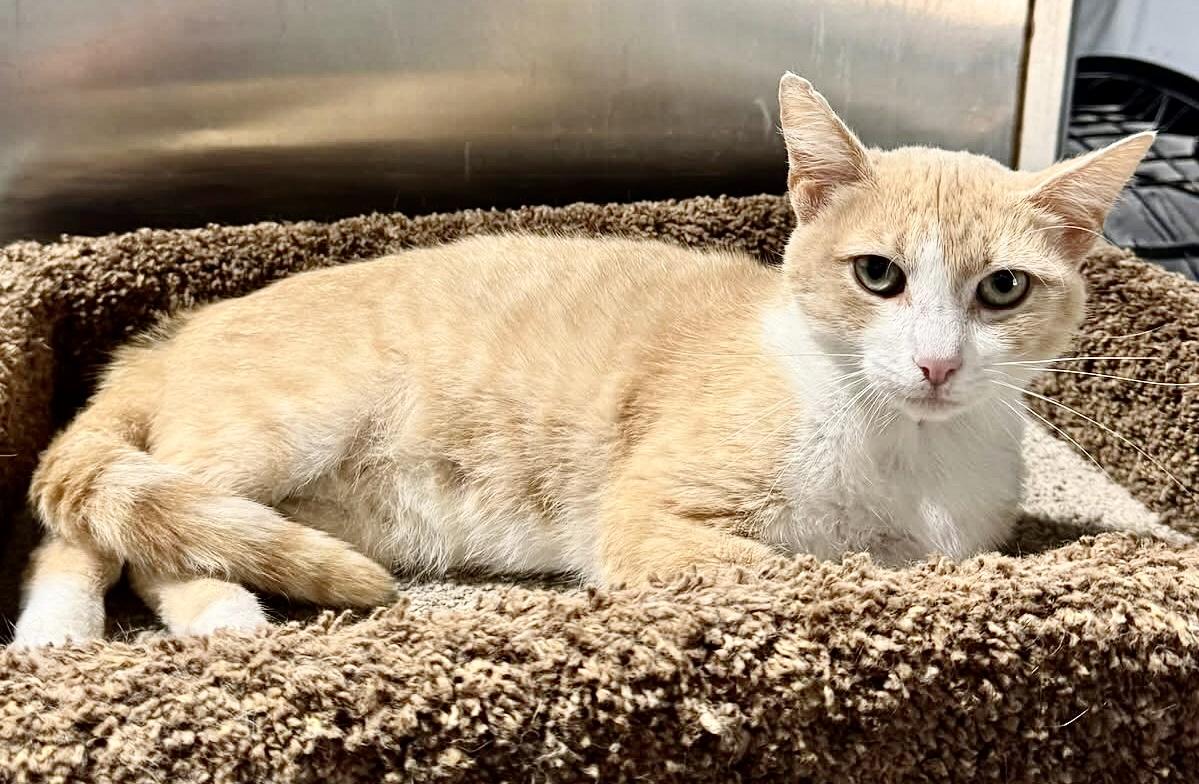 DORY, Adoptable, Adult Female Domestic Short Hair.