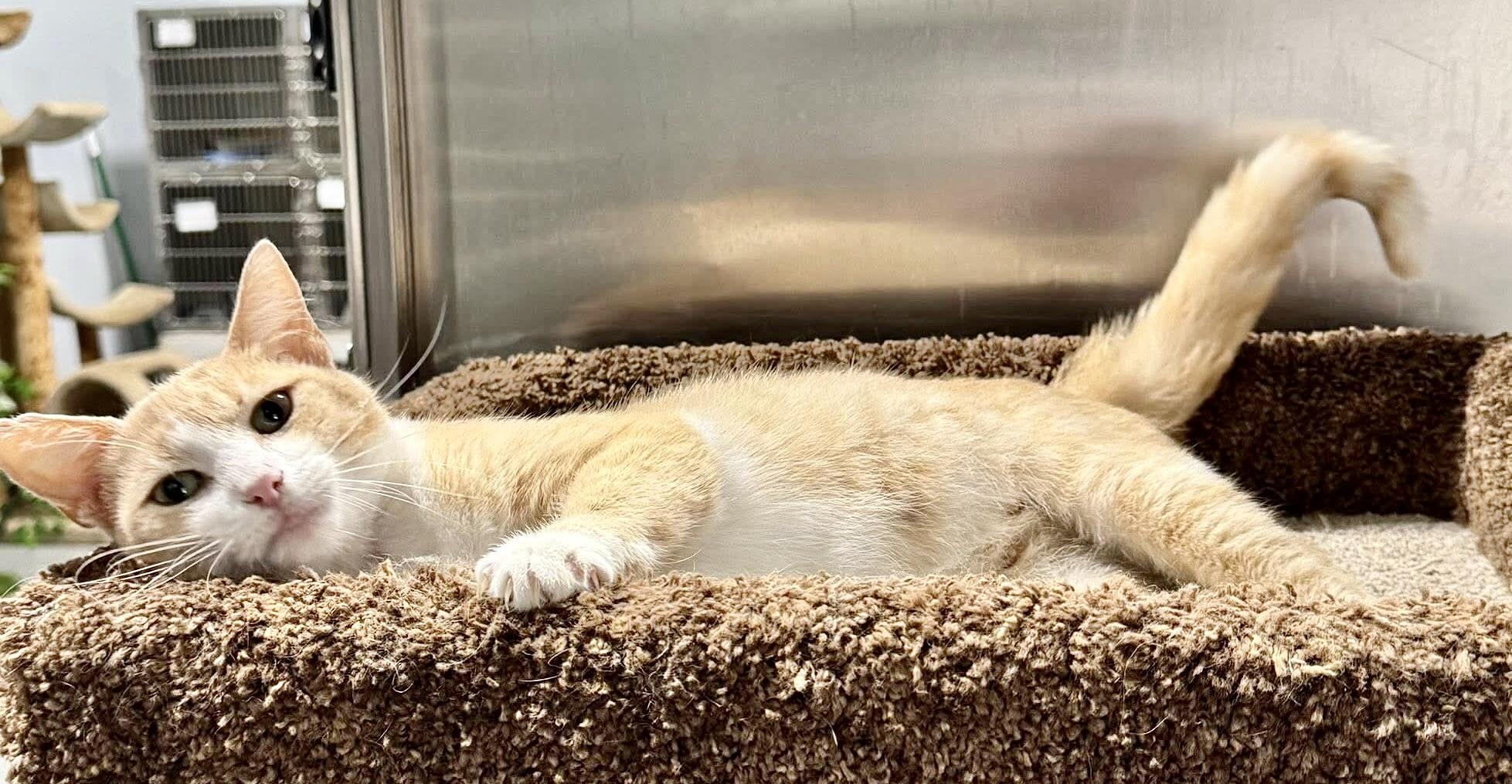 DORY, a Adoptable mixed breed in Beechbottom, WV image 3/4