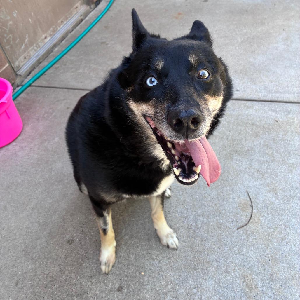 Mya, Adoptable, Adult Female Husky.