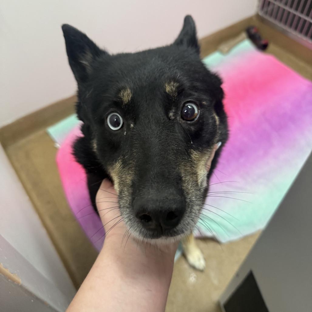 Mya, a Adoptable Husky in Dixon, IL image 2/4
