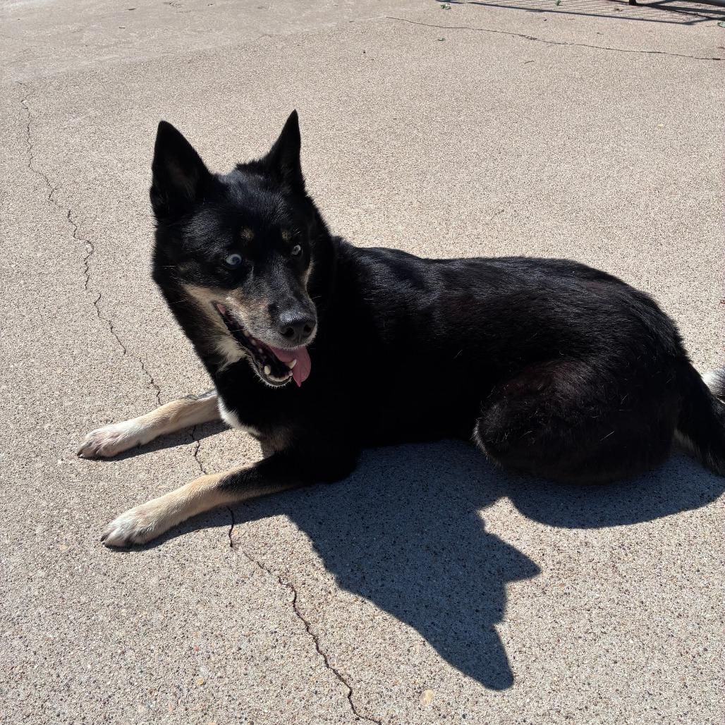 Mya, a Adoptable Husky in Dixon, IL image 3/4