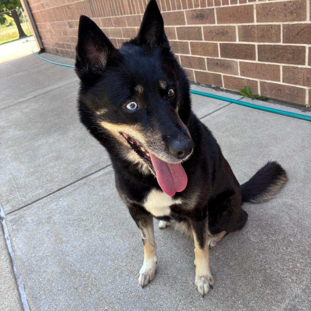 Mya, a Adoptable Husky in Dixon, IL image 4/4