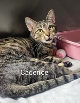 Enlarge Cadence, a Adoptable mixed breed in Moline, IL image 1/1