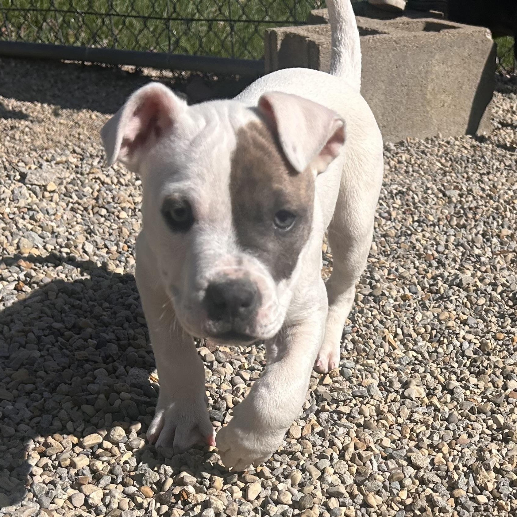 Enlarge ASHA—UPDATE!, an adopted mixed breed in Wilmington, OH image 2/3