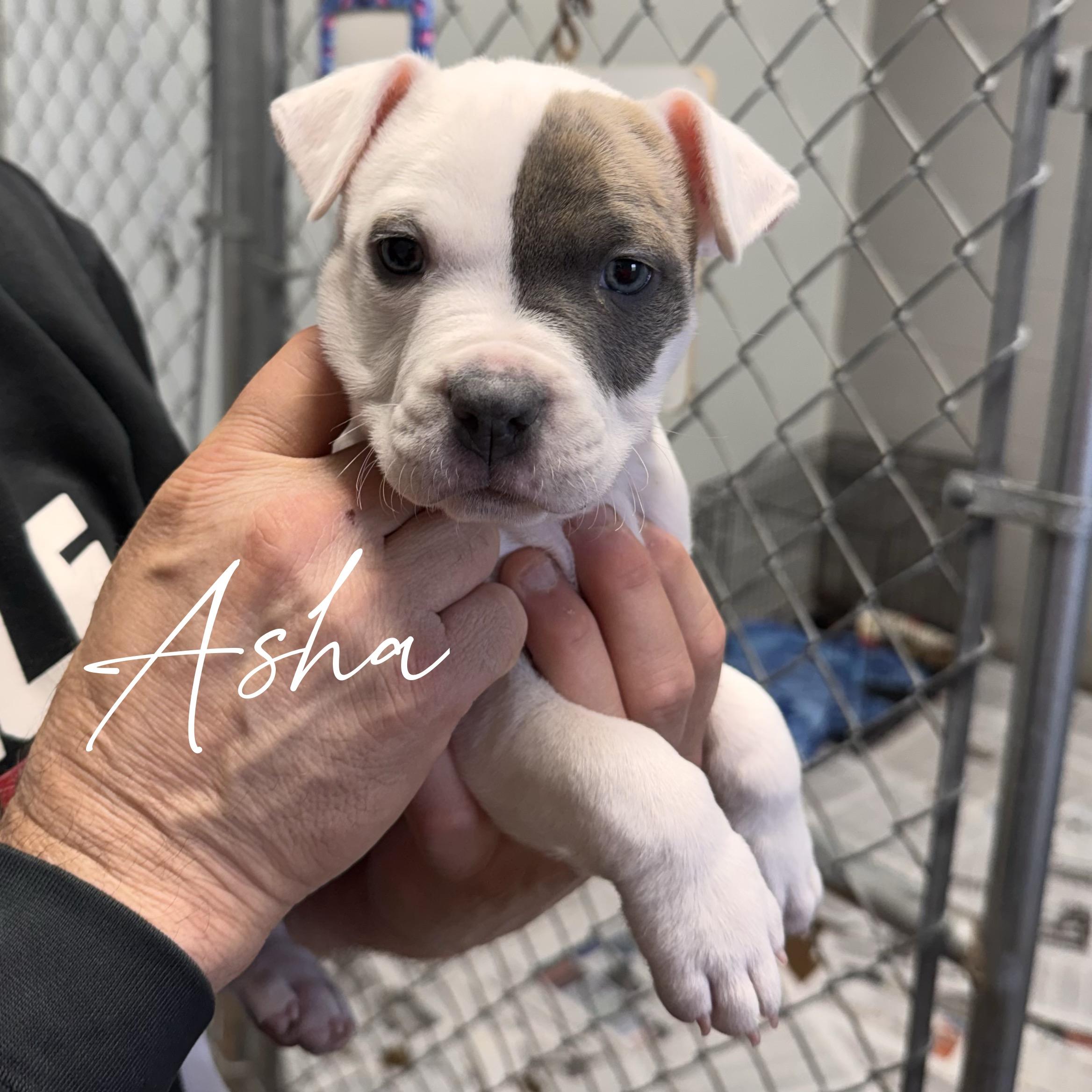 Enlarge ASHA, an adoptable mixed breed in Wilmington, OH image 3/3