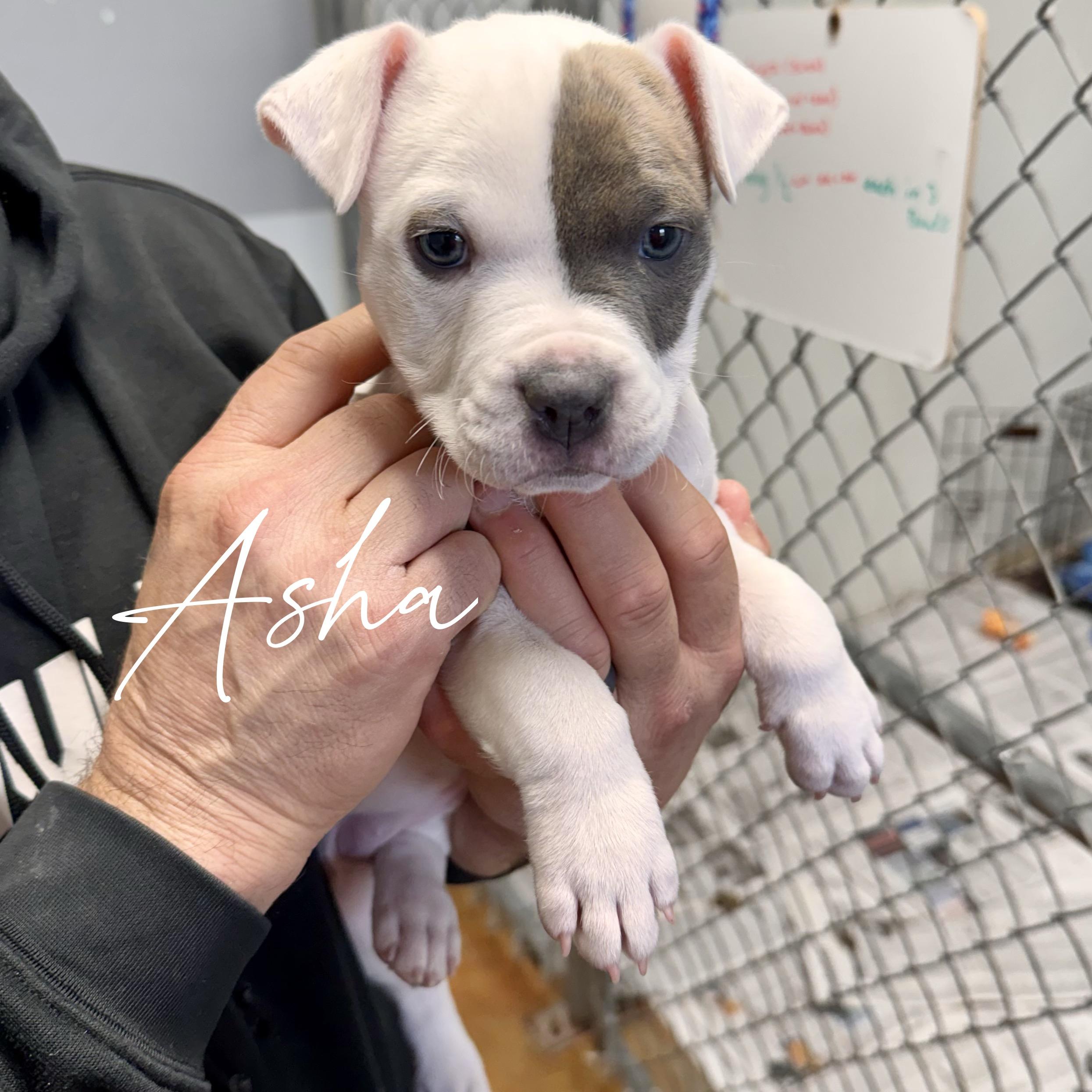 ASHA, adoptable, Puppy Female Terrier & Boxer.