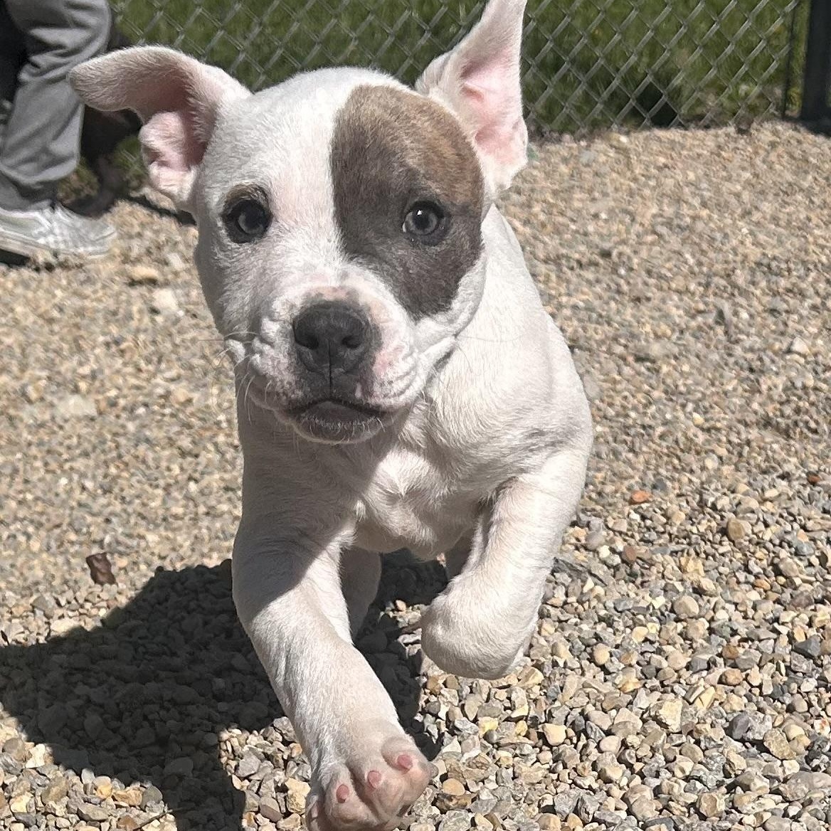 ASHA—UPDATE!, adopted, Puppy Female Terrier & Boxer.