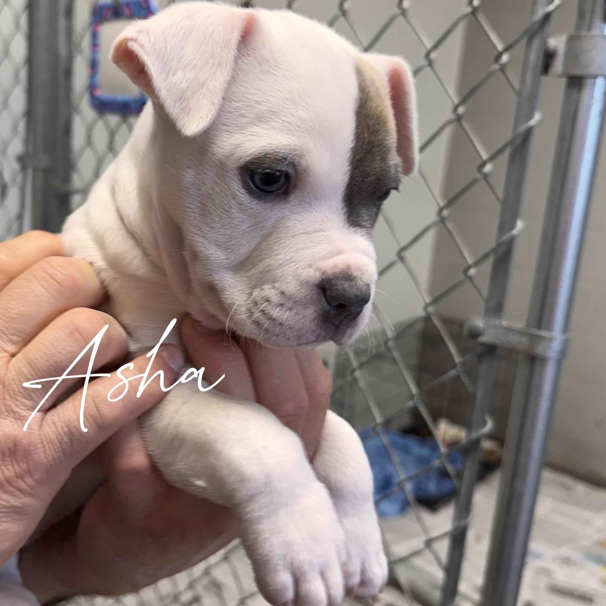 Enlarge ASHA, an adoptable mixed breed in Wilmington, OH image 2/3