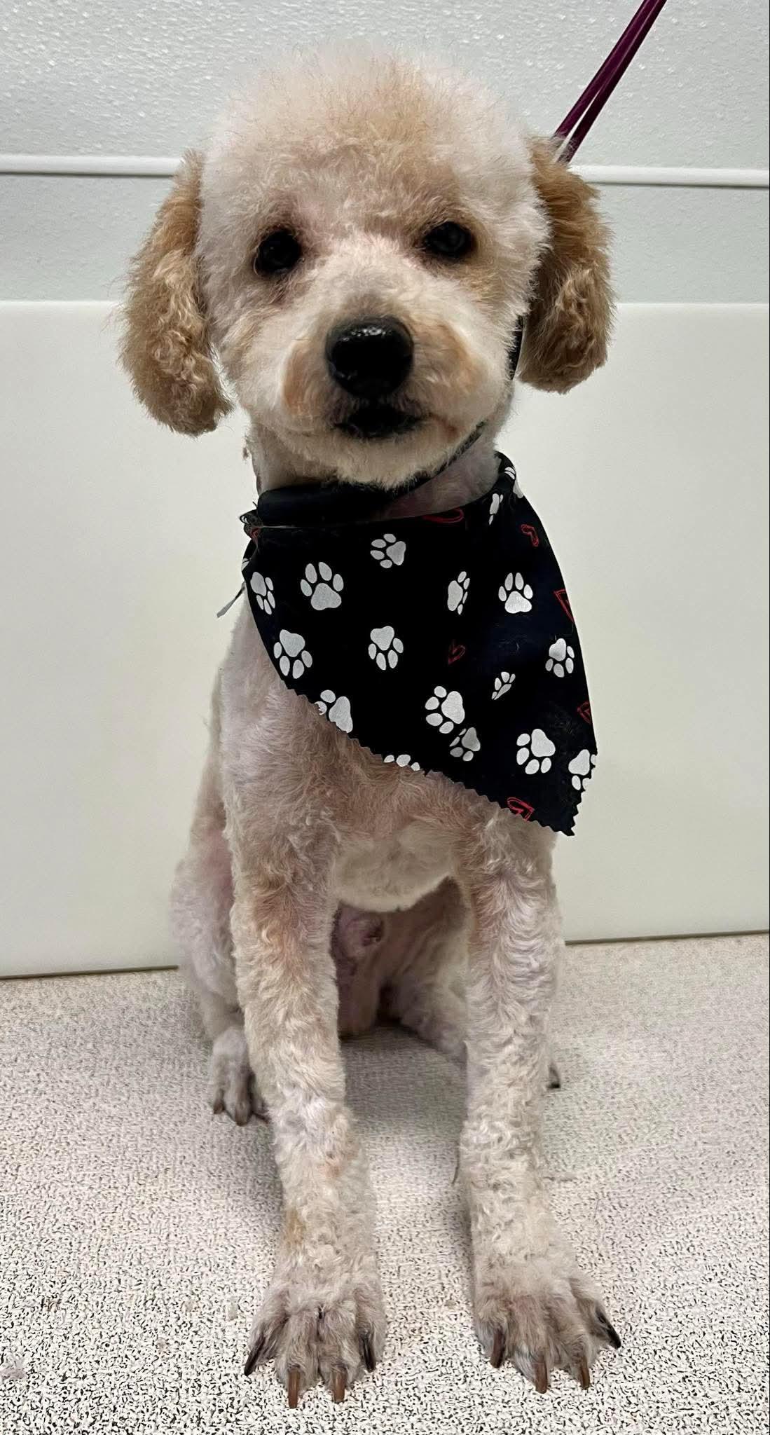 Willie, Adoptable, Adult Male Poodle.