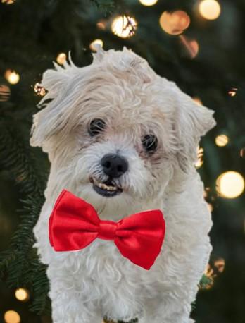 Buddy, Adoptable, Senior Male Shih Tzu & Bichon Frise.