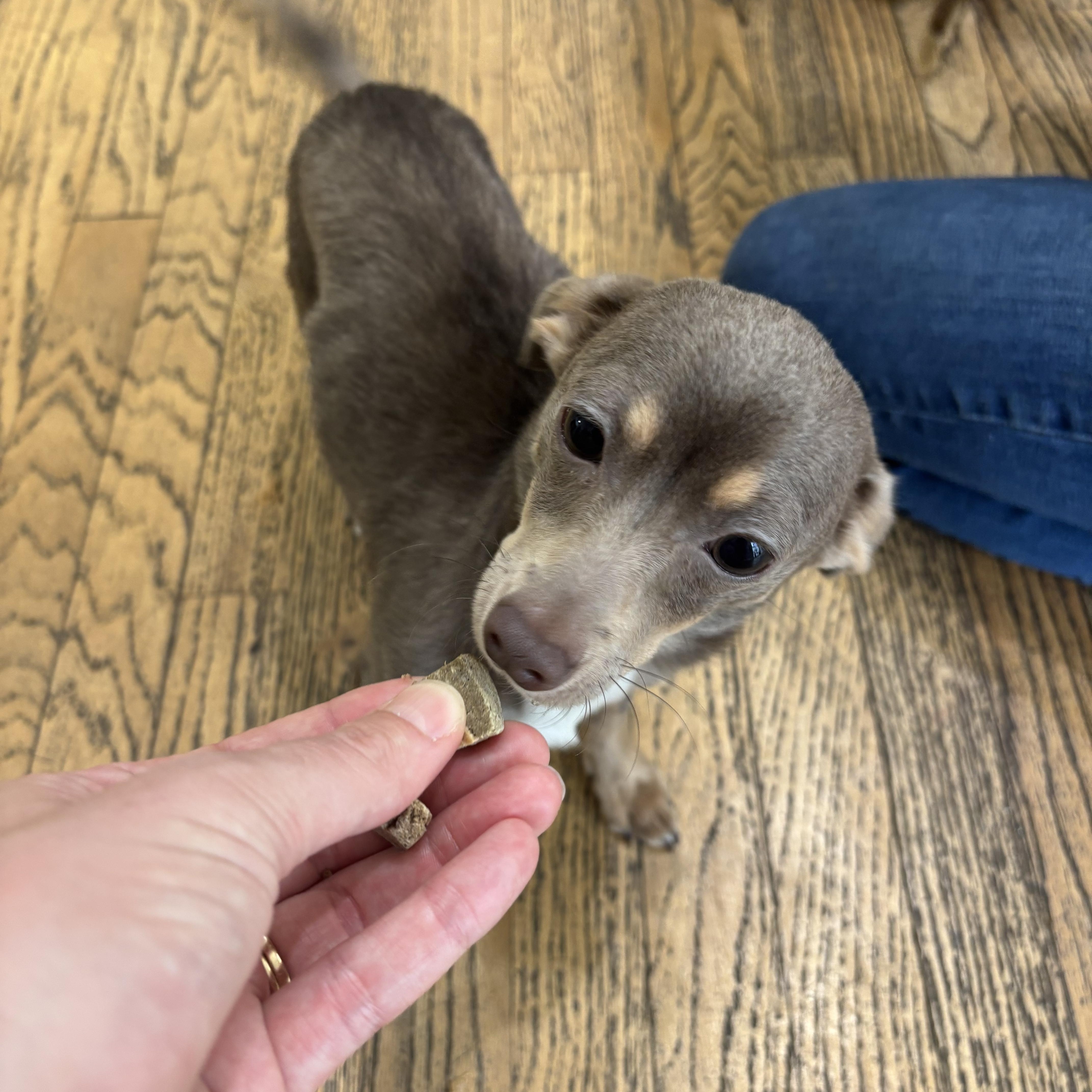 Enlarge Enchilada, a ADOPTABLE mixed breed in New Orleans, LA image 4/4